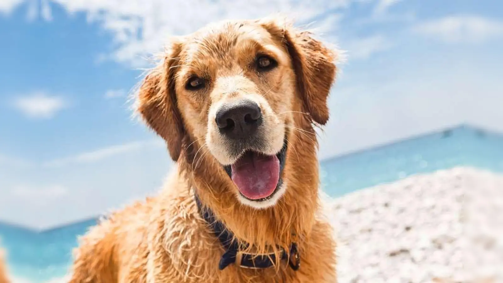 Egal ob Strand oder Berge, auch Hunde genießen die Ferienzeit mit ihrer Familie. (Foto: sbg)