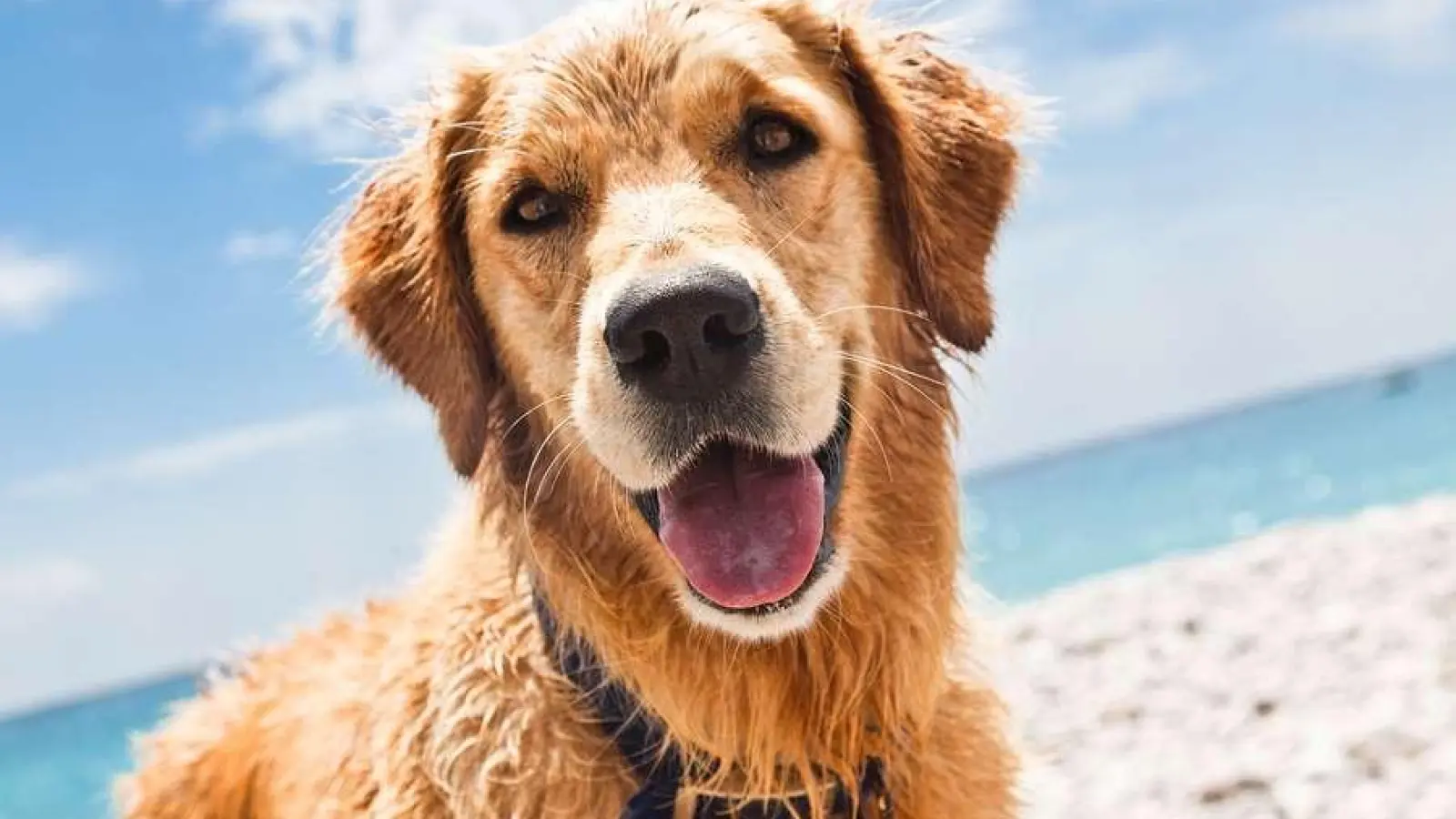 Egal ob Strand oder Berge, auch Hunde genießen die Ferienzeit mit ihrer Familie. (Foto: sbg)