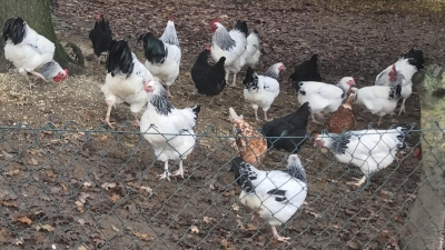 So "glücklich" dürften Hühner sich möglicherweise bald wieder draußen nicht mehr bewegen können... (Foto: cba)