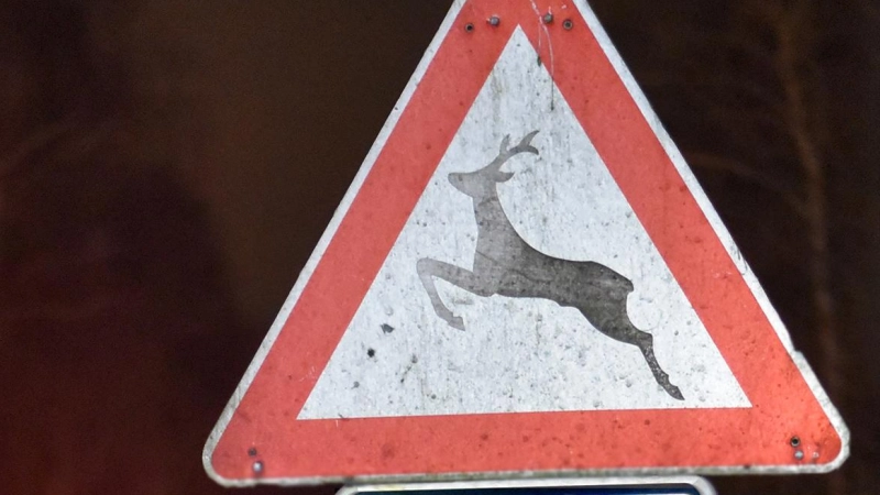 Autofahrer aufgepasst: In der dunklen Jahreszeit steigt die Gefahr von Wildunfällen. (Foto: AR/Kapuhs/DJV)
