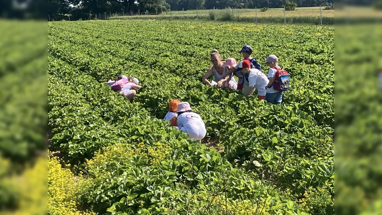Fleißig sind die Kinder am Pflücken und Naschen. (Foto: A. Gröber)
