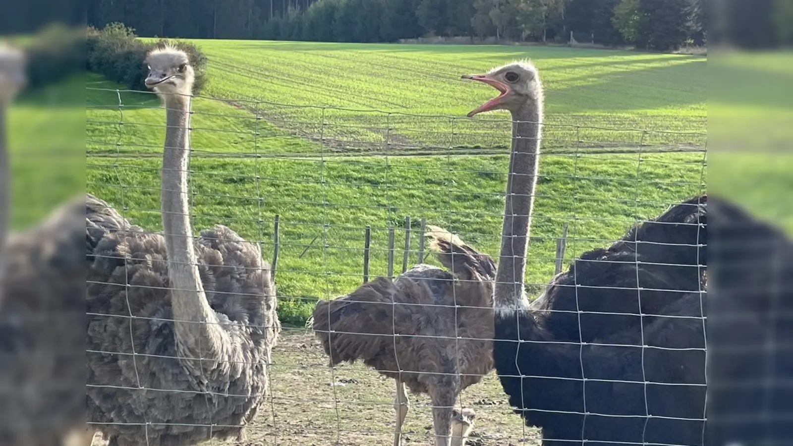 Straußenhaltung ist nicht alltäglich in der regionalen Landwirtschaft. Familie Hiereth hat den Beschluss dazu nie bereut. (Foto: Aigner)