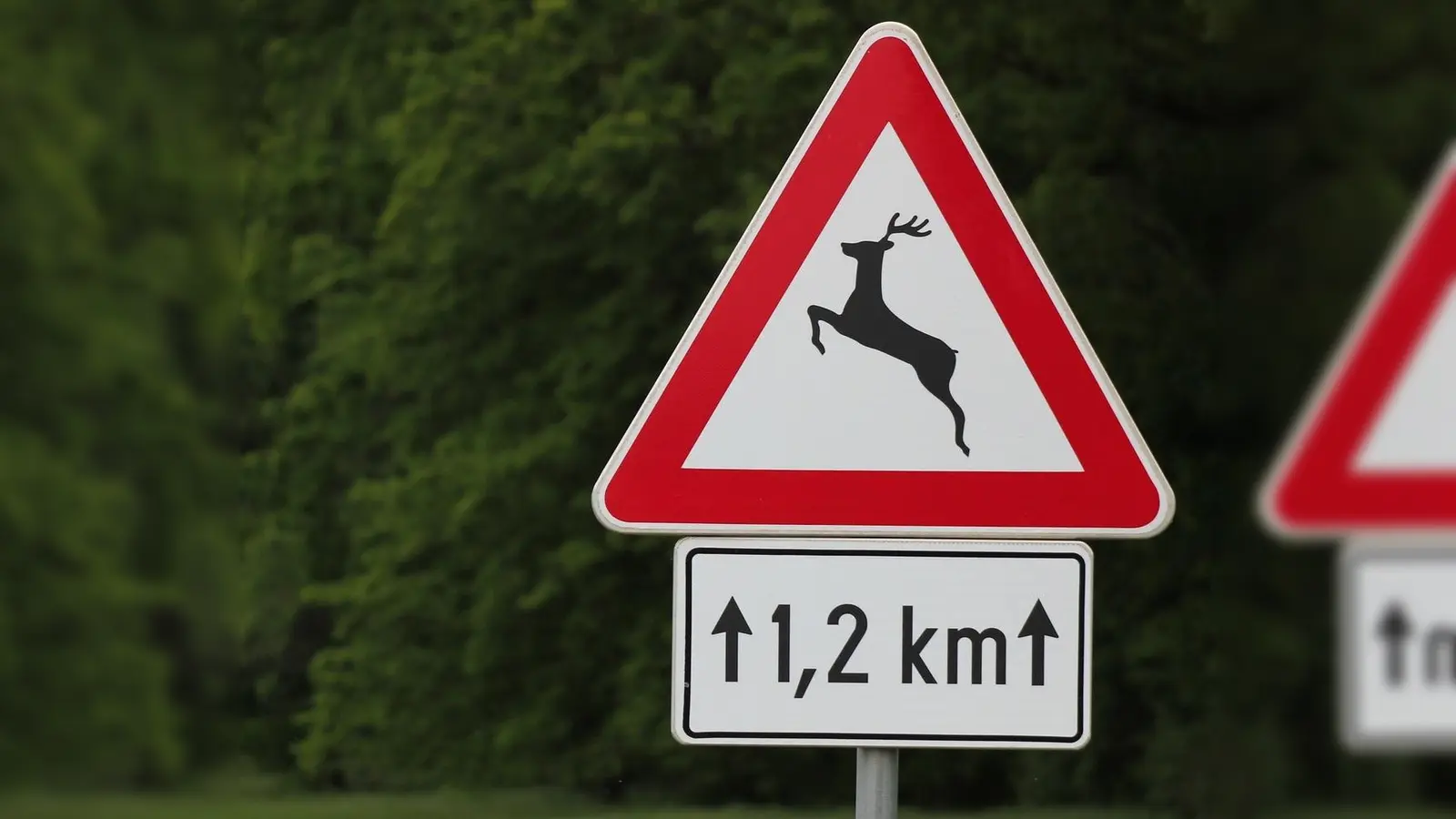 Wildwechsel stellt gerade für Motorradfahrer eine große Gefahr dar. (Foto: Pixabay)