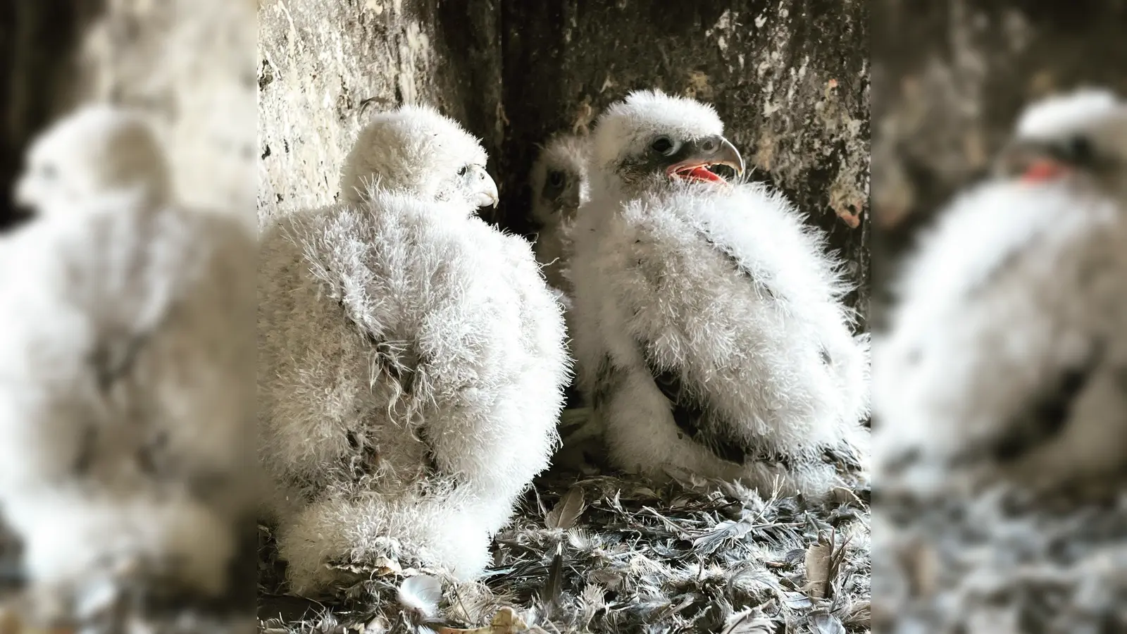Derzeit brüten Falken auf dem Turm. Die Küken allerdings brauchen ihre Ruhe und dürfen von den Besichtigungen nicht gestört werden. (Foto: Bauer)