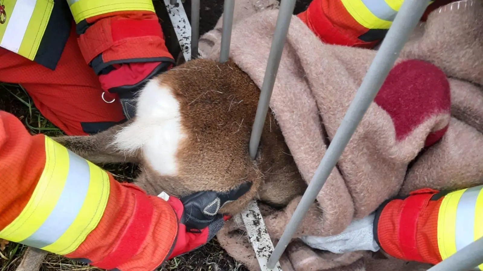Die Feuerwehr Moosburg befreite ein Reh aus einer äußerst misslichen Lage. (Foto: Freiwillige Feuerwehr Moosburg)