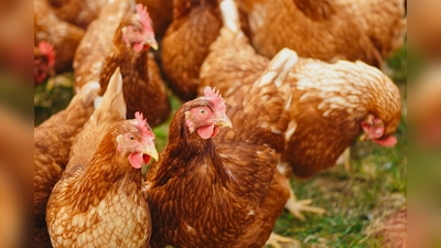 Die Geflügelpest ist auf dem Vormarsch und bedroht auch das Hausgeflügel. (Foto: CC0)