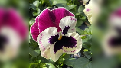 Zahlreiche fröhliche Frühlingsblüher kann man jetzt schon in den Garten oder auf den Balkon pflanzen. (Foto: hw)