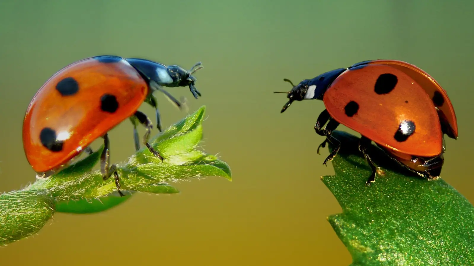 Der Marienkäfer ist eines der Insekten, die jeder kennt. (Foto: Andreas Giessler, LBV Bildarchiv)