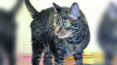 Katzenfoto_test (Foto: Stefan Maierhofer)