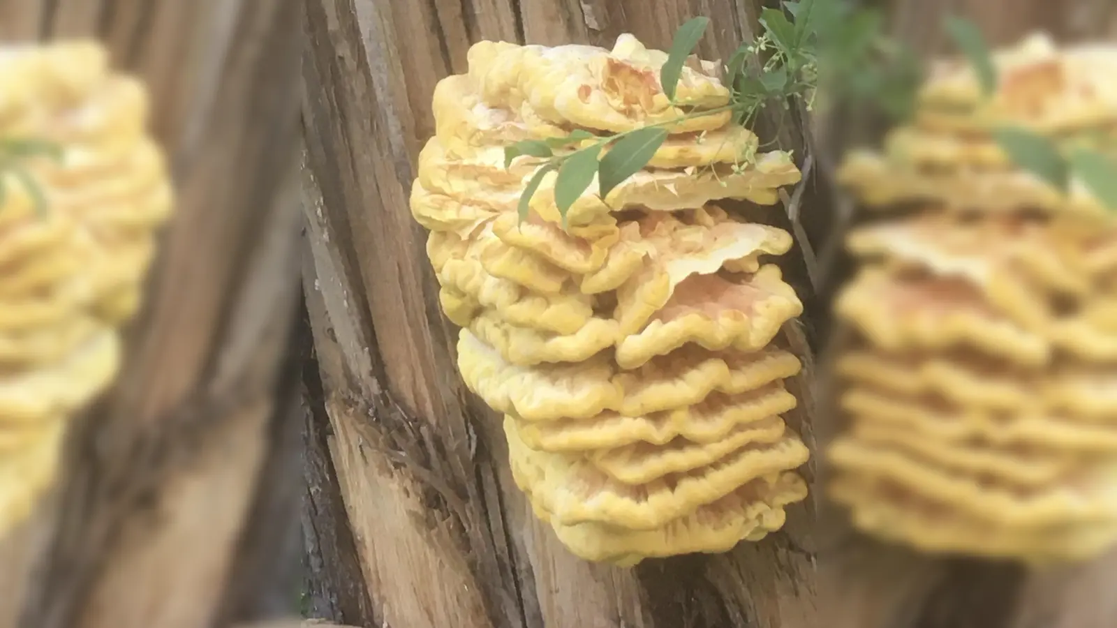 Baumschwammerl (Foto: Martin Schröder)