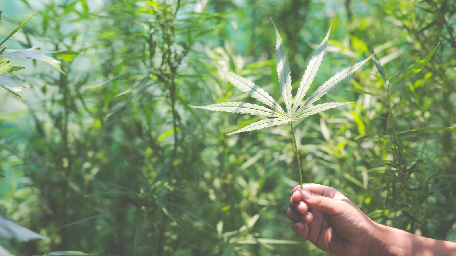 Cannabis aus der Apotheke Wochenblatt OWV