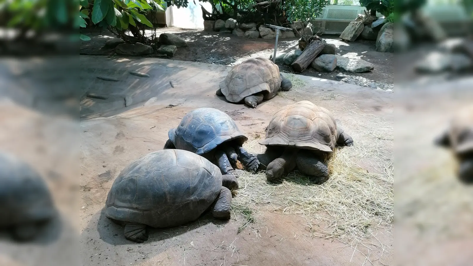 Schildkröten (Foto: chö)