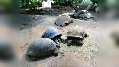 Schildkröten (Foto: chö)