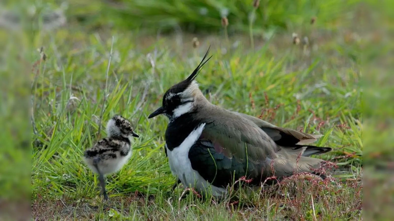 In den vergangenen 30 Jahren ist der Kiebitz Bestand in Bayern um fast 90 Prozent zurück gegangen. Gegen diesen traurigen Trend will die untere Naturschutzbehörde etwas unternehmen. (Foto: Landschaftsarchitekturbüro Niederlöhner)