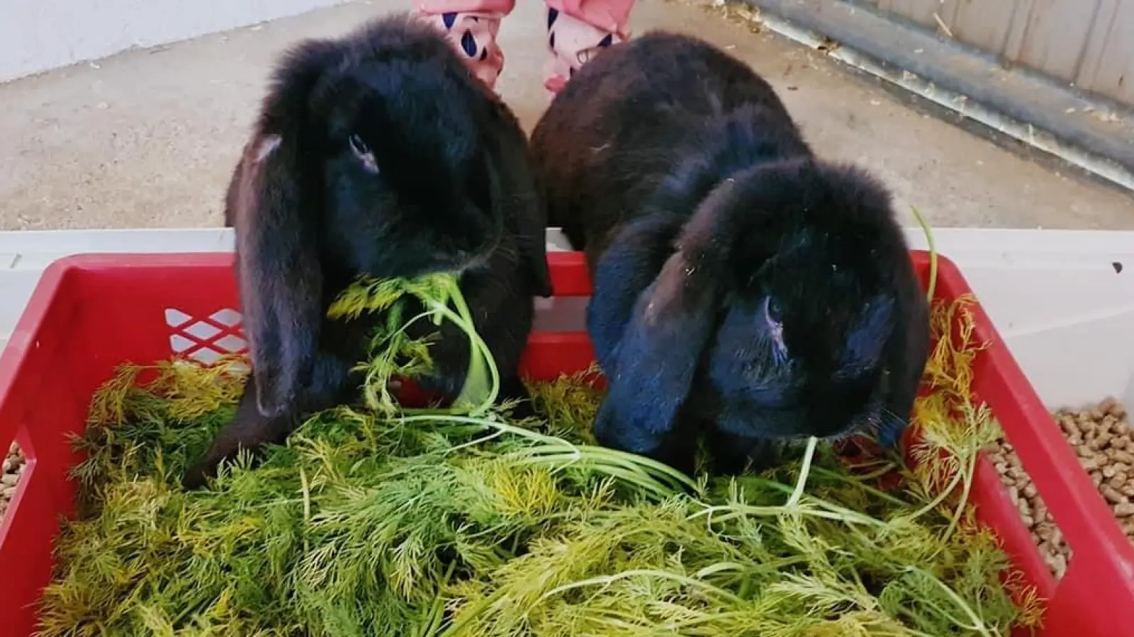 Die beiden Riesenwidder-Mädels Feline und Blume suchen eine neue Bleibe. (Foto: Tierschutzjugend Erding)