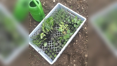 Eine Pflanzentauschbörse findet in Freising statt.  (Foto: ar)