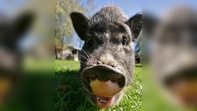 Die Gnadentiere wie das Schweinchen Knödl stellen sich beim Tag der offenen Tür den Besuchern vor. (Foto: Gnadenhof Kirchasch)