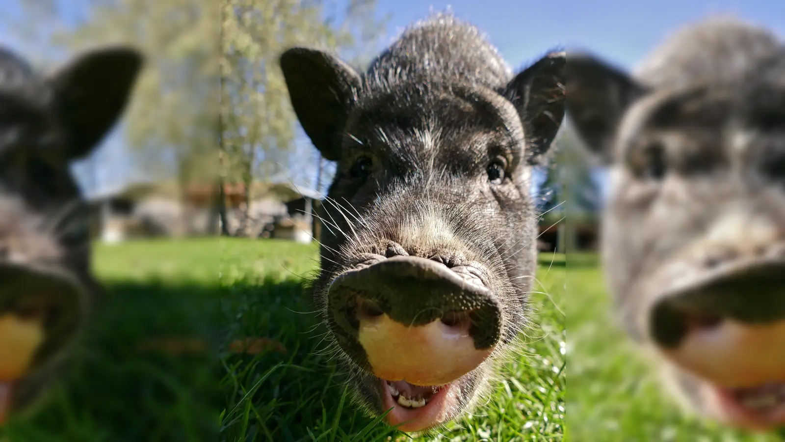 Die Gnadentiere wie das Schweinchen Knödl stellen sich beim Tag der offenen Tür den Besuchern vor. (Foto: Gnadenhof Kirchasch)
