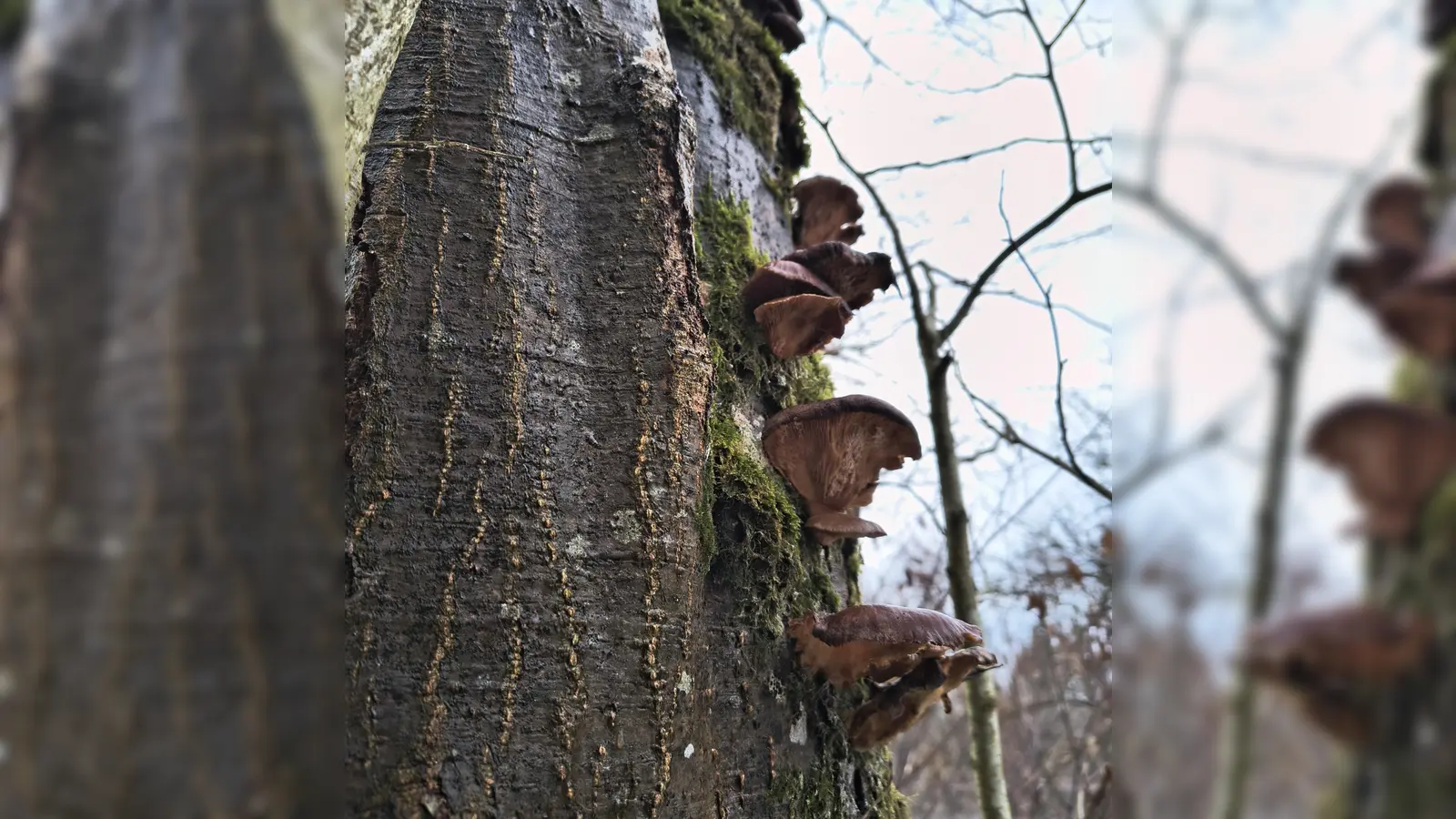 Pilze wachsen nicht nur am Boden, auch an Bäumen siedeln sie sich an. (Foto: I. Wimmer)