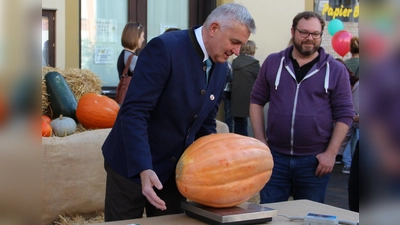 Auch wenn dieses Exemplar schwer gewesen sein dürfte - die erhofften 1250 Kilo Kürbis kamen nicht zusammen. Bürgermeister Dollinger zeigte sich aber als guter Verlierer! (Foto: Moosburg Marketing)