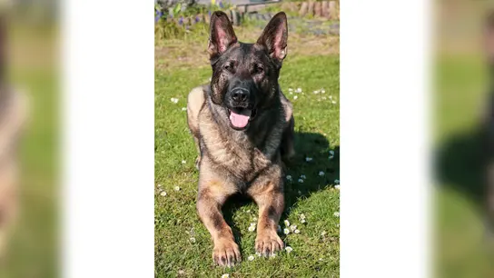 Zollhund Ludwig hat eine sensationelle Spürnase. (Foto: Zoll)