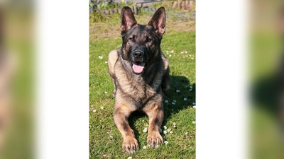 Zollhund Ludwig hat eine sensationelle Spürnase. (Foto: Zoll)