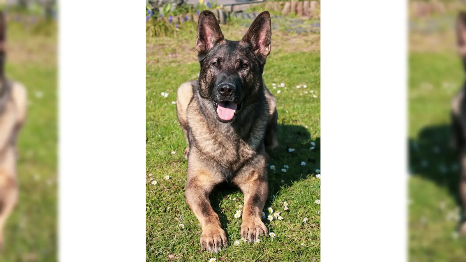 Zollhund Ludwig hat eine sensationelle Spürnase. (Foto: Zoll)