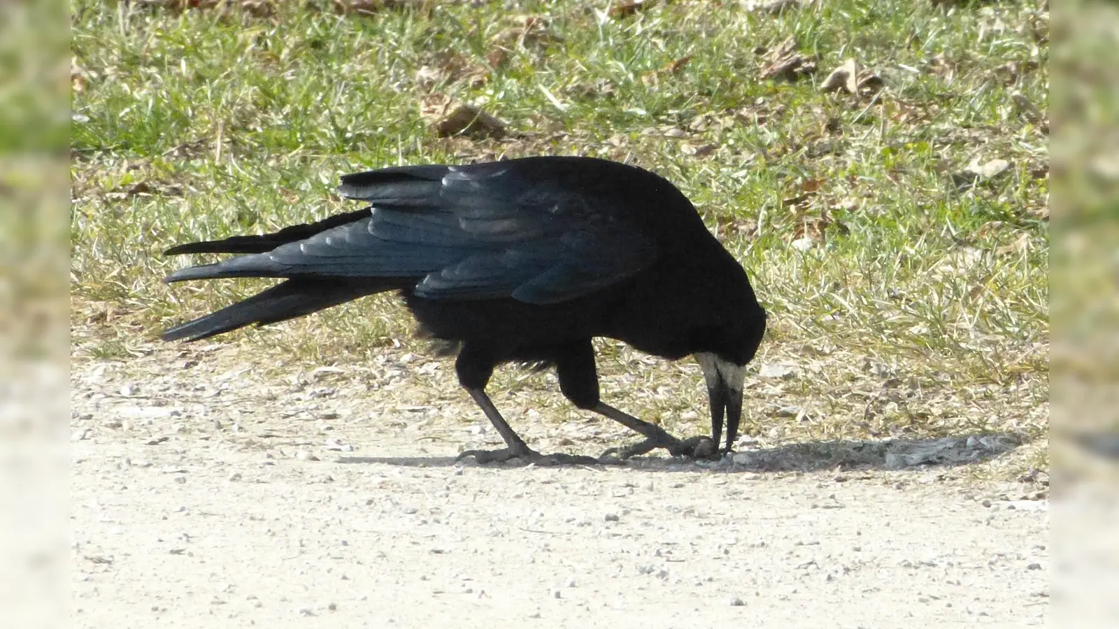 Saatkrähen sind heutzutage vermehrt in Siedlungsräumen zu finden. (Foto: BN)