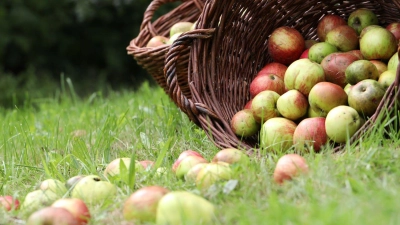 Streuobstwiesen sind wichtige „Hotspots” der Artenvielfalt, die „Aktion Streuobst” fördert seit 25 Jahren die Vermarktung der Produkte. (Foto: Birgit Gleixner, LfL)