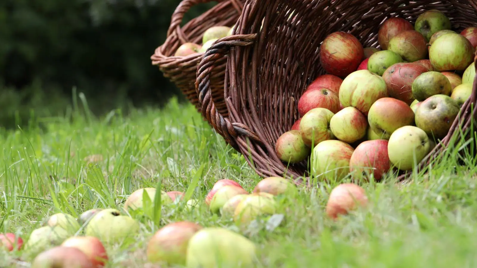 Streuobstwiesen sind wichtige „Hotspots” der Artenvielfalt, die „Aktion Streuobst” fördert seit 25 Jahren die Vermarktung der Produkte. (Foto: Birgit Gleixner, LfL)