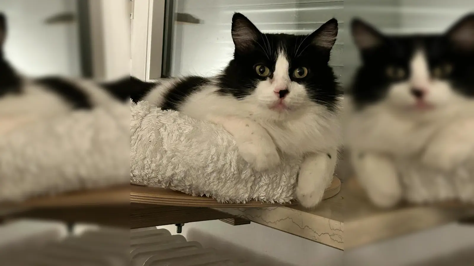 Einzelprinz Lenni (Foto: Tierschutzjugend)