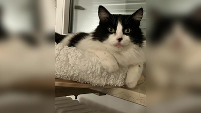 Einzelprinz Lenni (Foto: Tierschutzjugend)