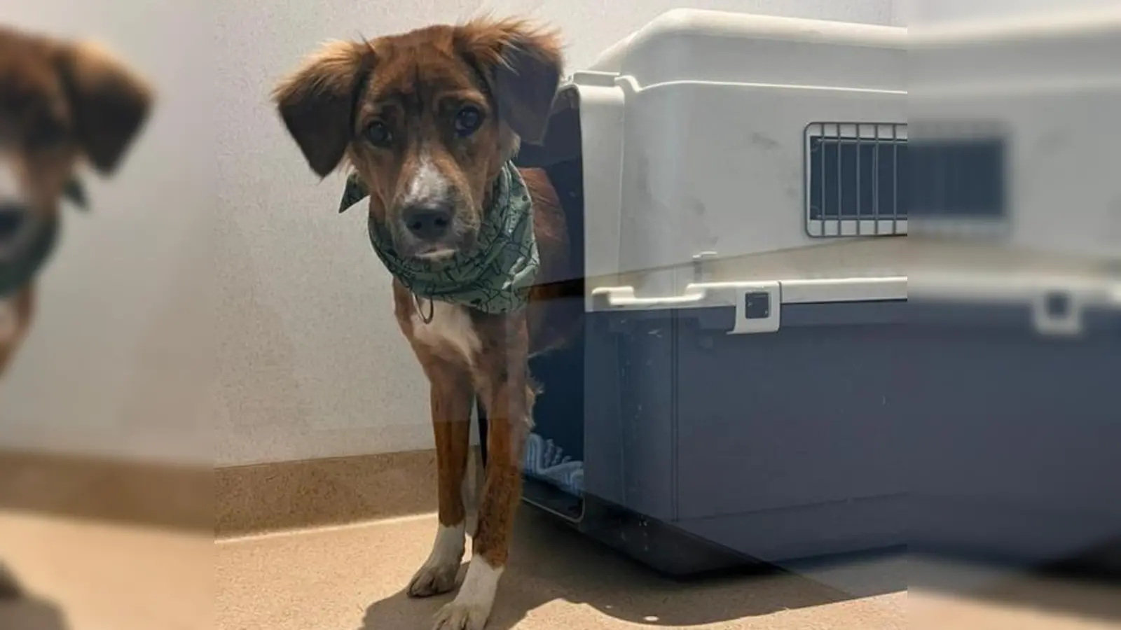 Sammy nach seiner Sicherung am Flughafen. (Foto: Tierschutzjugend)
