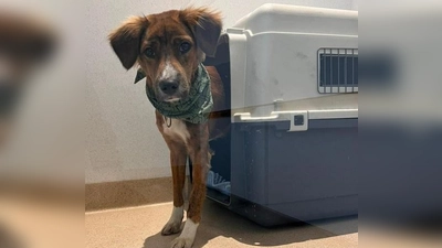 Sammy nach seiner Sicherung am Flughafen. (Foto: Tierschutzjugend)