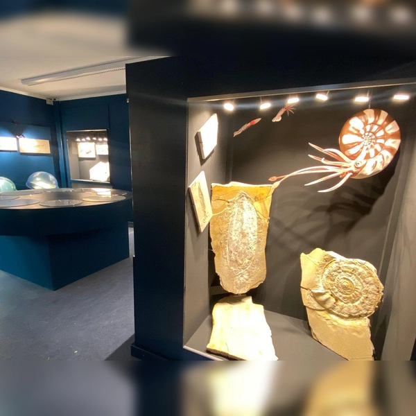 Blauer Raum mit Luftblasenvitrinen: die neue Heimat der Fossilien aus dem Altmühltal. (Foto: Urzeitmuseum - Sammlung Kapustin)