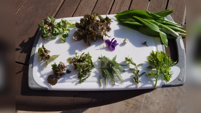 Kräuter eignen sich nicht nur als Pesto oder für den Salat, sondern auch als Topping für Suppen und als schmackhafter Brotbelag.  (Foto: hw)