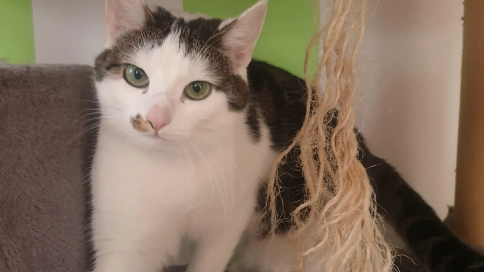 Wer kann zwei Stubentiger aufnehmen? (Foto: Tierschutzjugend Erding)