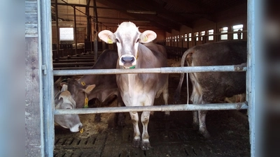 "Tierleid in der Milchindustrie systembedingt", sagt die Tierrechtsorganisation PETA. (Foto: Stefan Dohl)