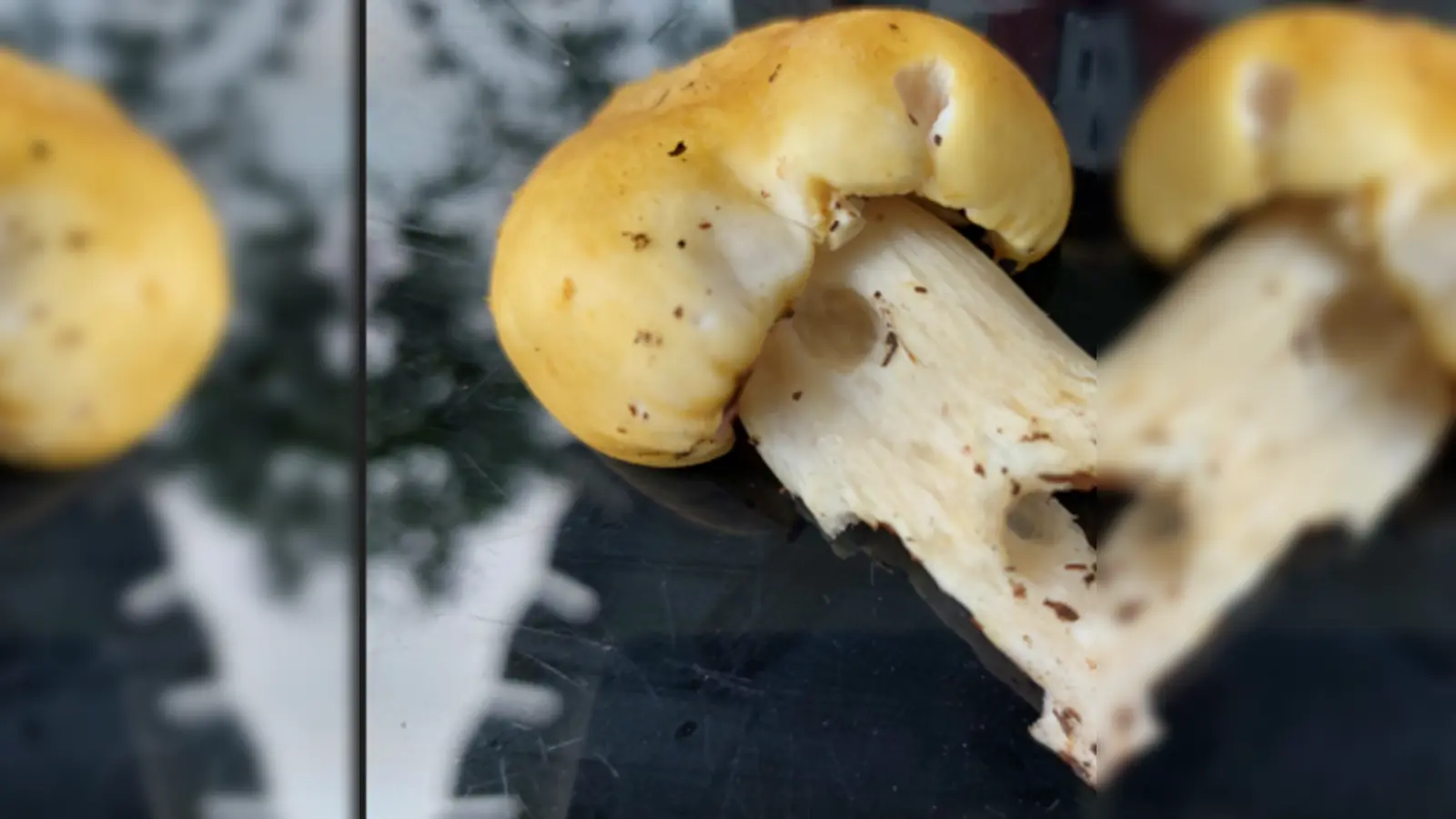 Hierbei handelt es sich um den Gelben Riesenträuschling, eine der Arten, die man selber züchten kann. (Foto: Roman Snajdr )