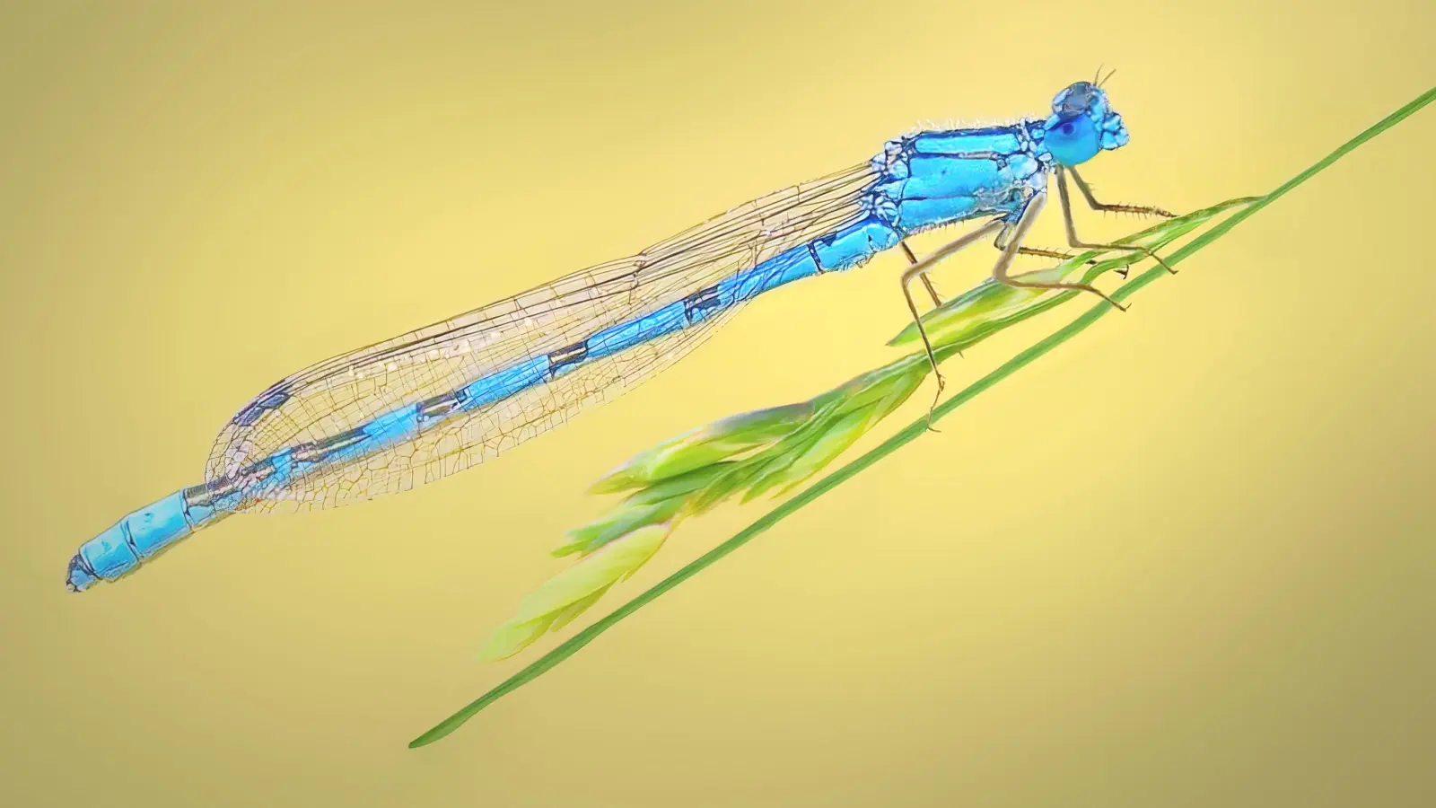 Das Foto der Blauen Federlibelle entstand am Notzinger Weiher. Diesem Insekt widmete Michael Sachweh gar eine zweistündige Fotosession. Das Foto wurde beim internationalen Wettbewerb "Trierenberg Supercircuit 2022" mit einer Silbermedaille ausgezeichnet.  (Foto: Dr. M. Sachweh)