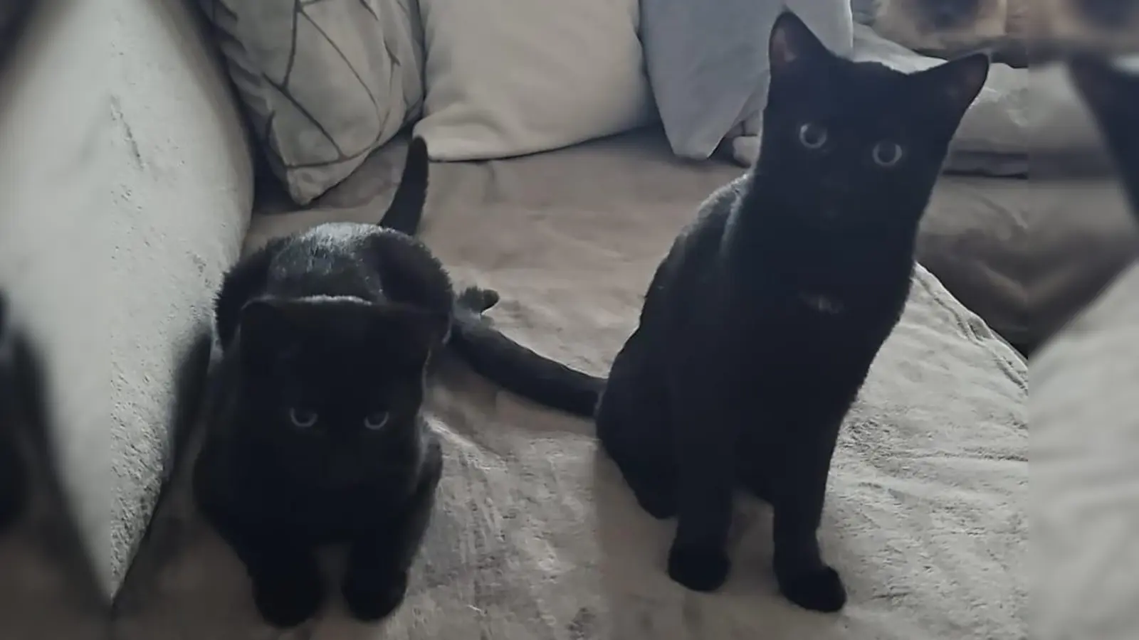 Die beiden Samtpfoten Nox und Suri suchen ein neues Zuhause. (Foto: Glasl)