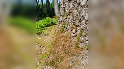 Warnsignal am Stamm: Frisches Bohrmehl verrät den Borkenkäferbefall.  (Foto: © Christoph Schwer)