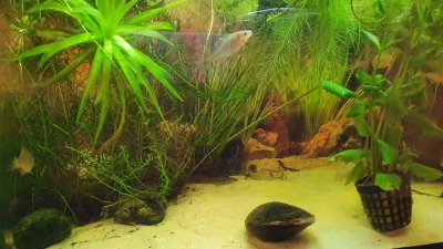 Aquarienfreunde dürfen sich auf den Austausch unter Gleichgesinnten freuen. (Foto: Cornelia Huber)