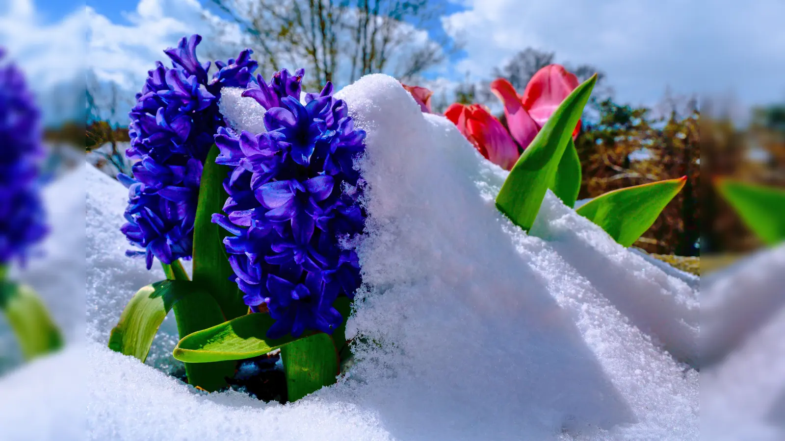 Schneehaube (Foto: Dr. Michael Sachweh)
