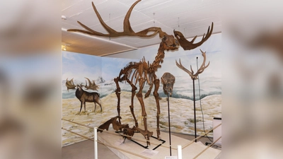 Laut C-14 Analyse ist das Skelett des Riesenhirschs mehr als 45.000 Jahre alt.  (Foto: Urzeitmuseum)