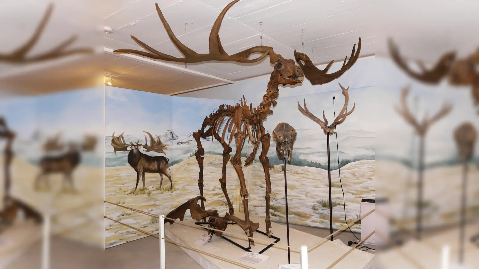 Laut C-14 Analyse ist das Skelett des Riesenhirschs mehr als 45.000 Jahre alt.  (Foto: Urzeitmuseum)