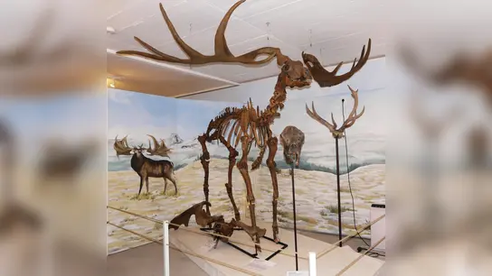 Laut C-14 Analyse ist das Skelett des Riesenhirschs mehr als 45.000 Jahre alt.  (Foto: Urzeitmuseum)
