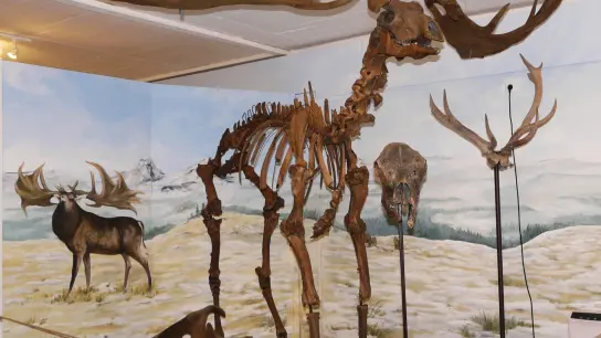 Laut C-14 Analyse ist das Skelett des Riesenhirschs mehr als 45.000 Jahre alt.  (Foto: Urzeitmuseum)