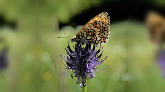 Wunderbares Terrain für Schmetterlinge: die Blühwiesen! (Foto: Junk, Regierung von Oberbayern)