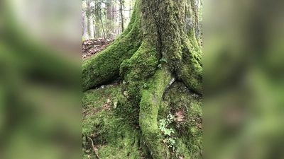 In der Natur Kraft tanken, das kann man beim Waldbaden am 17. September erleben. (Foto: hw)